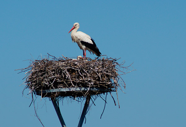   Der Storch ist zur&uuml;ck